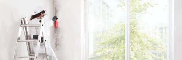 Mold Remediation for Rental Properties in North Chicago, IL